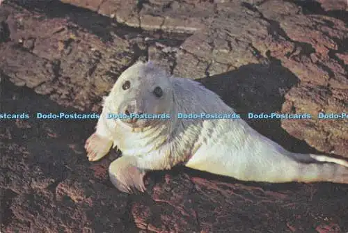 D295854 A Young Seal. J. Arthur Dixon. Newport. I.W. England. M. G. Sutton