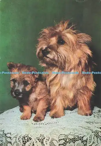 D295892 Hunde. Krüger. Postkarte. 1972