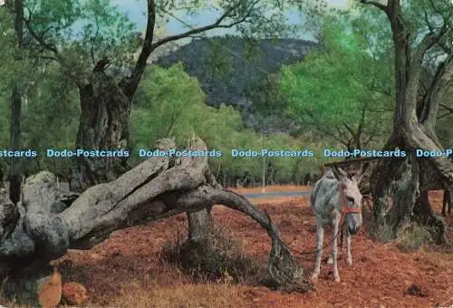 D296026 Mallorca. Jahrtausendjährige Olivenbäume. Campana Puig Ferran. Postales C.Y.P.
