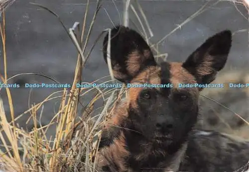 D296196 Sambia. Wild Dog. Chris Miller