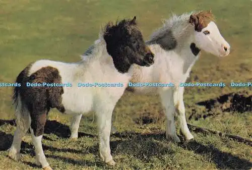 D296310 Shetlandponys. J. Arthur Dixon. Newport. I.W. England. Guy Withers