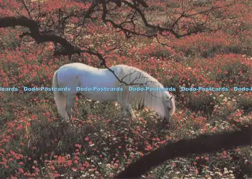 D296311 White Horse. Camden Grafik. Neufeld. Robert Vavra