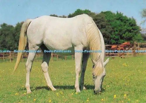 D296314 White Horse. Vita Nova