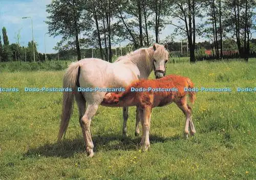 D296315 Pferd. Vita Nova. Postkarte