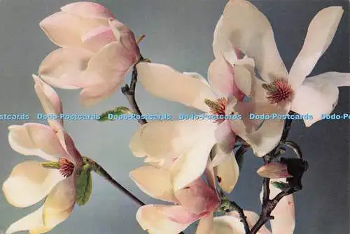 D299270 Magnolia. Magnolia Soulangiana. J. Arthur Dixon Ltd