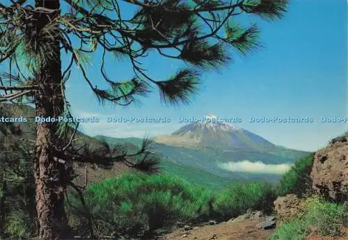 D299536 Teneriffa. Der Gipfel des Teide vom Monte de la Esperanza aus gesehen. Gasteiz