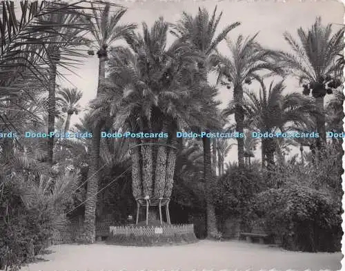 D299548 Elche. Cura Palme. Sanchez