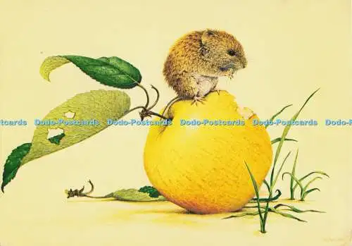 D299569 Feldwühlmaus. The Medici Society. London. Kenneth Lilly