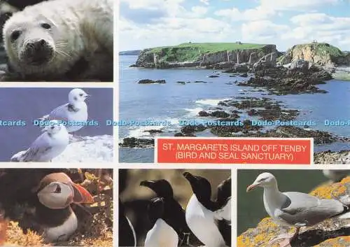 D299576 St. Margarets Island vor Tenby. Vogel- und Robbenschutzgebiet. Papageientaucher. Guideli