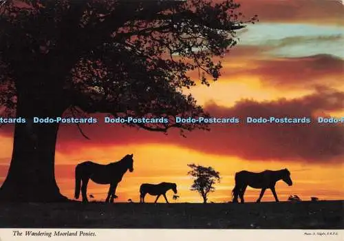 D299594 Die Wandermoorponys. John Hinde. E. Nagele