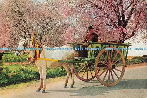 D299595 Portugal. Algarve. Typischer Wagen und Mandelblüte. Cesar De Sa