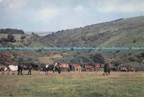 D300159 Devon Dartmoor Ponys J Arthur Dixon Newport I W England A W Besley