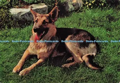 D300168 Hundekrüger