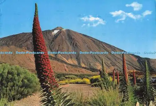 D300435 Teneriffa Blühende Tajinasten nahe dem Teide Gasteiz