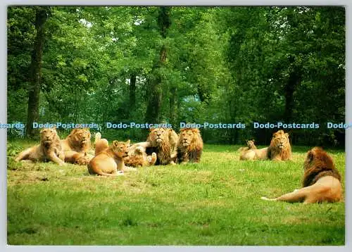 D303040 Pride of Longleat lions Lions in English Park Jarrold and Sons Ltd Norwi