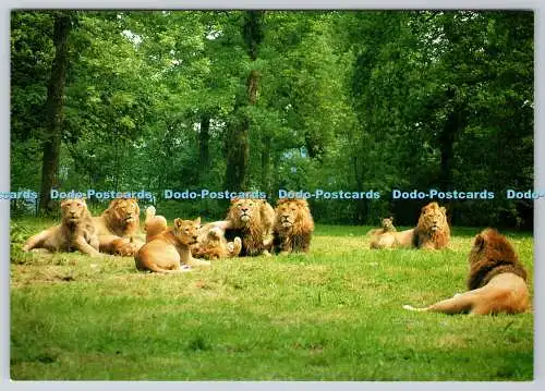 D303041 Pride of Longleat lions Lions in English park Jarrold and Sons Ltd Norwi