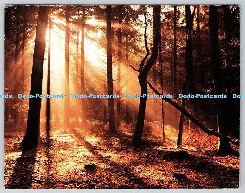 D303097 New Forest Richard Kraus Lyndhurst Hants England