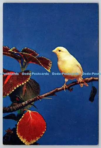 D306471 Canary Bird J Arthur Dixon Newport England Dr S D Jouhar F R P S Farbe