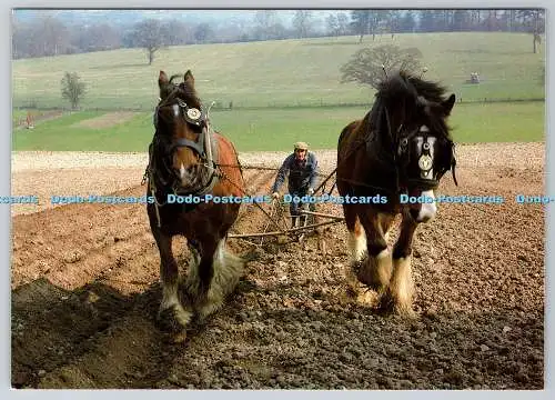 D309121 Shropshire Church Stretton Acton Scott Working Farm Museum Preparing Gro