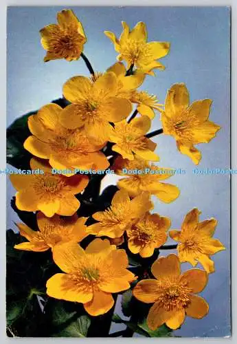 D306508 Kingcups lateinischer Name Caltha palustris J Arthur Dixon Newport PM London S