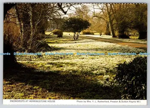 D309175 Schneeglöckchen im Herringstone House Y L Rutherford Preston und Sutton Poyntz