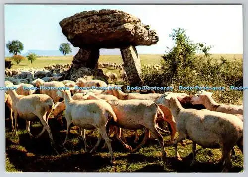 D303292 Schafstaude des Hirtenspiels der Roquefort seit Zeiten der