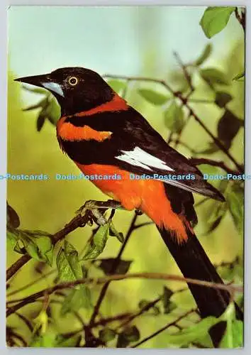 D306651 Postkarte Der Vogel