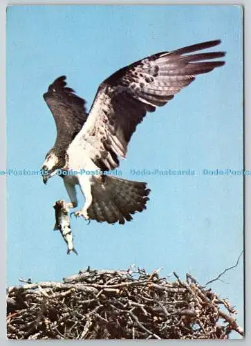 D306654 Fischadler Vögel Wildreservat DRG J Arthur Dixon