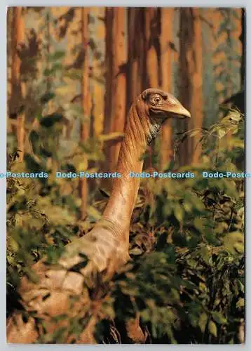D306675 Struthiomimus Tyrrell Museum of Palaeontology Alberta culture and multic