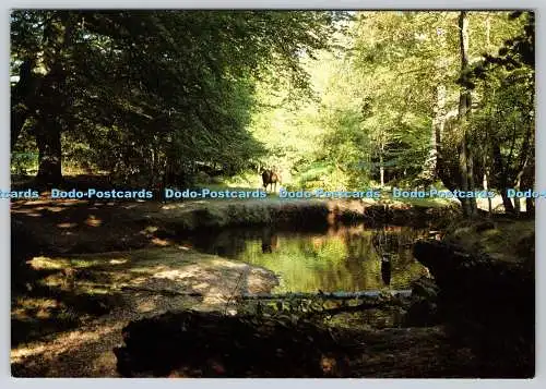 D309334 Südengland New Forest Highland Water J Salmon Sevenoaks Cameracolo