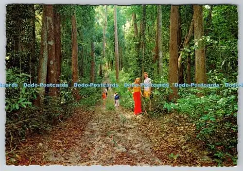 D309337 Australien Queensland Fraser Island Malerische Wanderung durch Eukalyptuswald