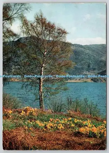 D306731 Wordsworth Narzissen Ullswater Sanderson und Dixon Ambleside