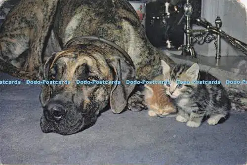 D300854 Junia and the Kittens J Arthur Dixon Newport I W England Barbara Woodhou