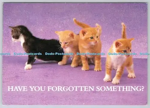 D303508 Whiskas Kätzchen Haben Sie etwas vergessen Kalenderangebot Pedigree Pet