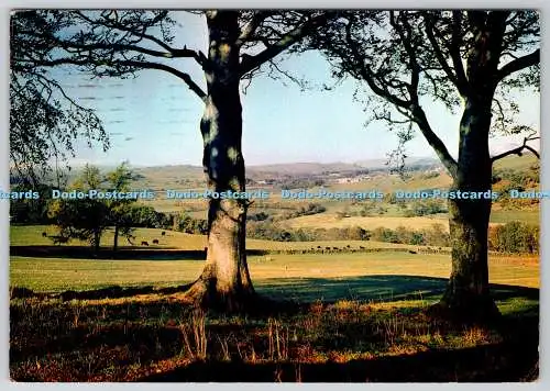 D309579 New Galloway Looking Dairy A View of the Rolling Pastoral Country in the