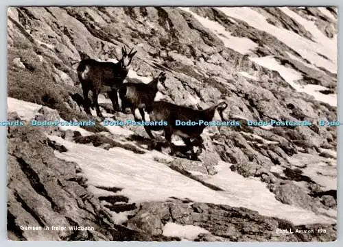 D301022 Gemsen in Freier Wildbahn L Ammon 1958