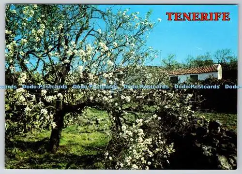 D303671 Tenerife Islas Canarias Mandel in Blüte Kollektion PERLA Proceso P A G
