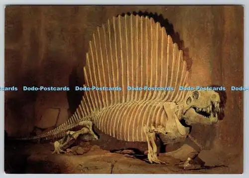 D303676 Canada Alberta Drumheller Tyrrell Museum of Palaentology Dimetrodon Imag