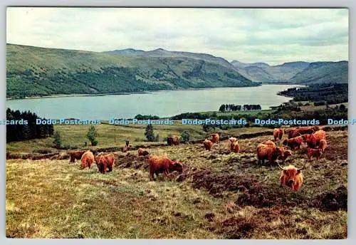D309803 Argyll Highland Cattle von Loch Fyne J Arthur Dixon Ltd