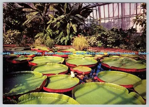 D304012 Edinburgh The Royal Botanic Garden Tropical Aquatic House with Giant Vic