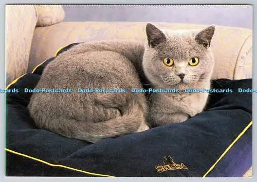 D304022 Katze Sheba Das Rezept der Liebe Pedigree Petfoods Postkarte