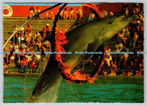 D301426 Marineland of Australia Sindbad springt durch den Ring der Flamme Hauptbake