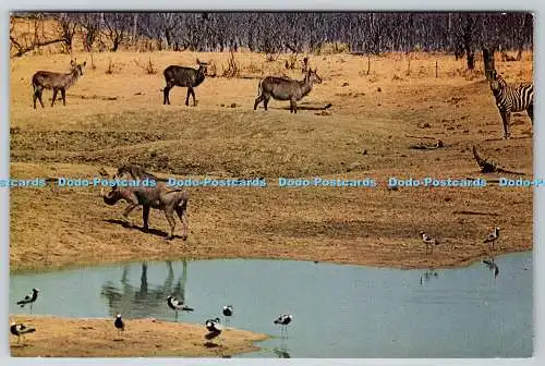 D310011 Im Wankie Nationalpark Tour Rhodesien und Nyasaland