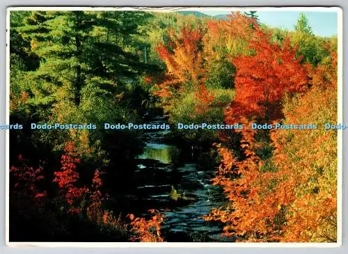 D310046 Die Mischung aus harten und weichen Hölzern ergibt eine herrliche Herbstszene Maine