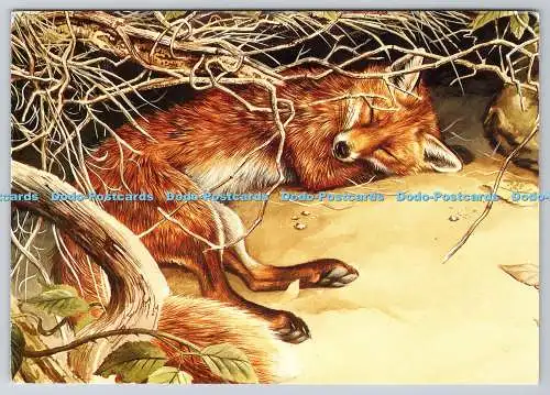 D301484 Red Fox Wild Animals of Britain J Salmon Ltd Aquarell David Parry