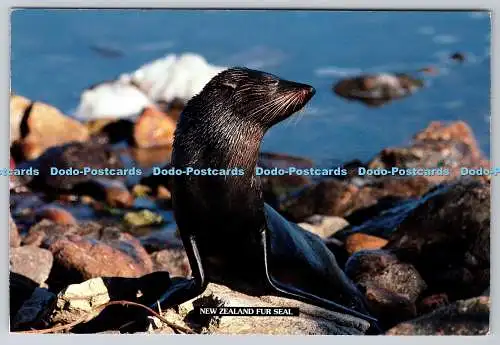 D301485 New Zealand Fur Seal Pictorial Publications Limited