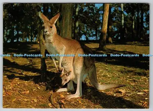 D310089 Sydney Red Kangaroo with Joey Werner Bartel 1980
