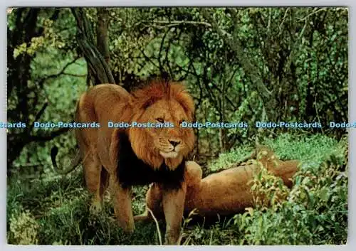 D301571 African Wild Life Lion Sapra Studio