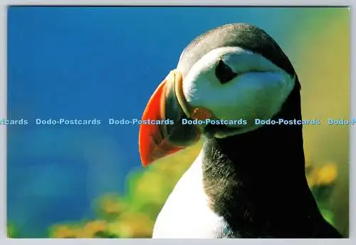 D310205 Sea Papagei Alias Papageientaucherinsel Bilderbibliothek Martin Guppy