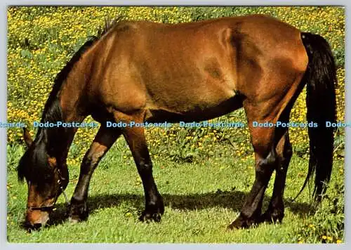 D304232 Pferd E T W Dennis Scarborough Postkarte